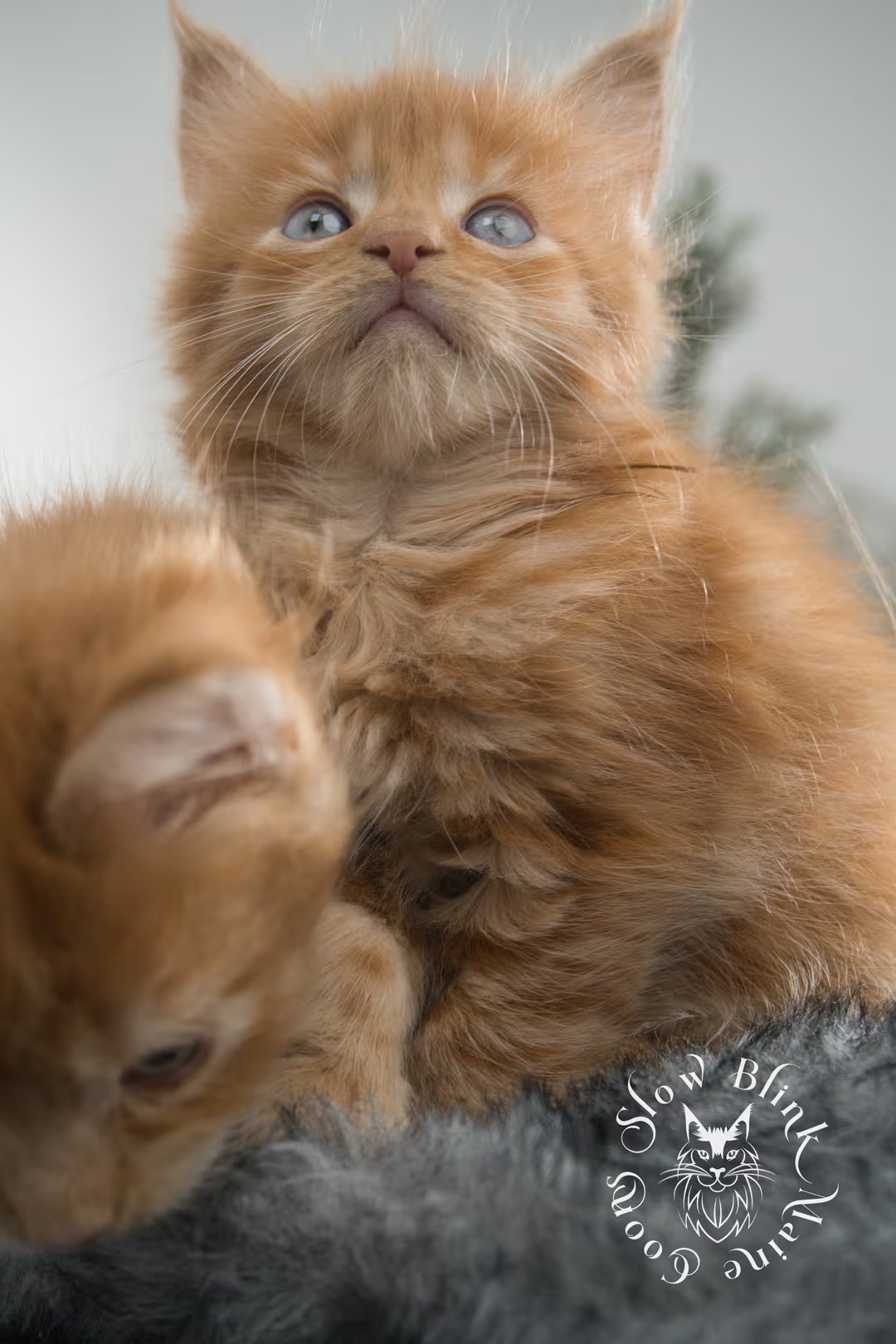 Photo of Peach