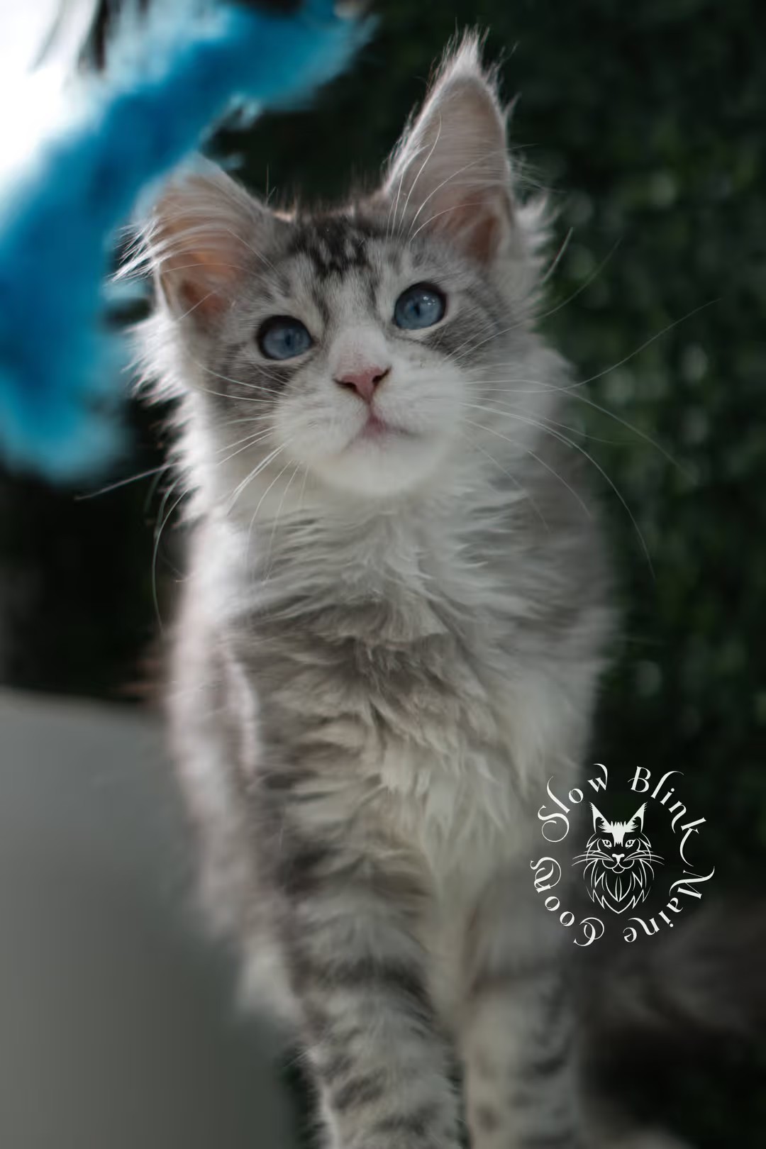 Photo of Silvester